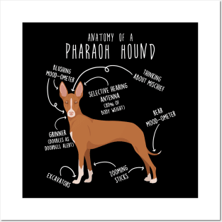 Pharaoh Hound Dog Anatomy Posters and Art